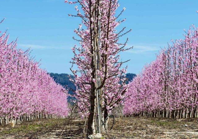 cieza florecimiento