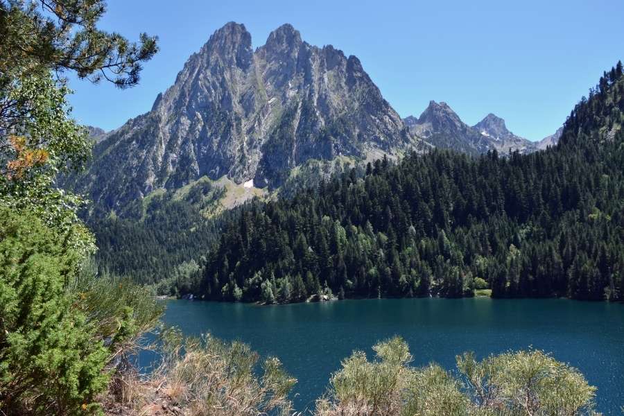 pirineo catalan con perros